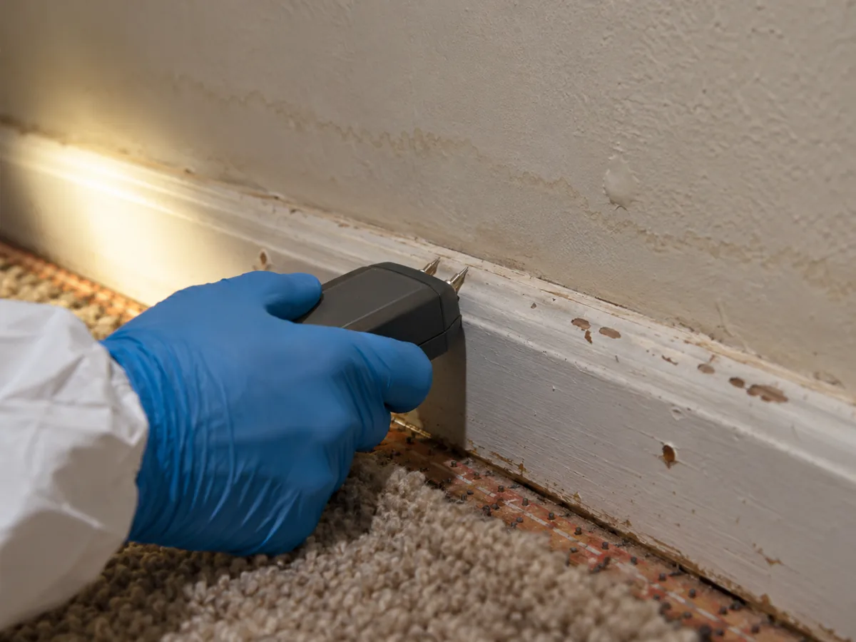 Gloved hand pressing a pin moisture meter to a stained baseboard to trace the water behind the mold